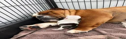 English Bulldog dogs for sale: Quality English bulldog puppies in Skegness - Advert 6