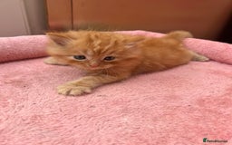 Mixed Breed cats for sale: Adorable ginger and black&white kittens  - Image 3