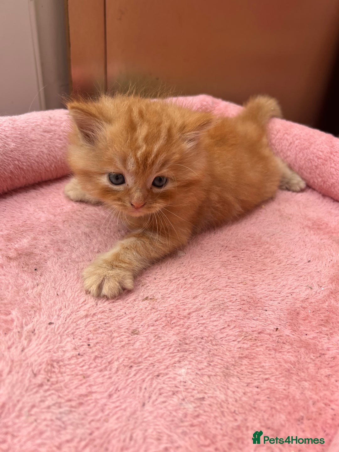 Mixed Breed cats for sale: Adorable ginger and black&white kittens  - Image 3