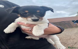 Jack Russell dogs for sale: Jack Russell Puppies - Image 2