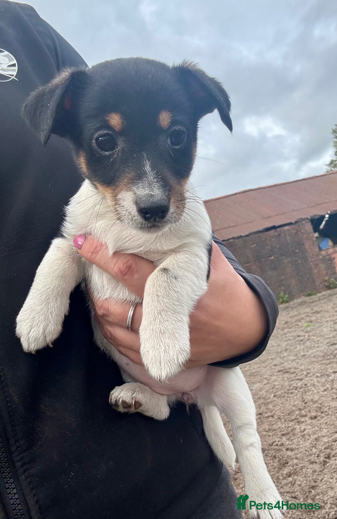 Jack Russell dogs for sale: Jack Russell Puppies - Image 2