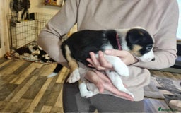 Border Collie dogs for sale: Border collie puppies  - Image 20