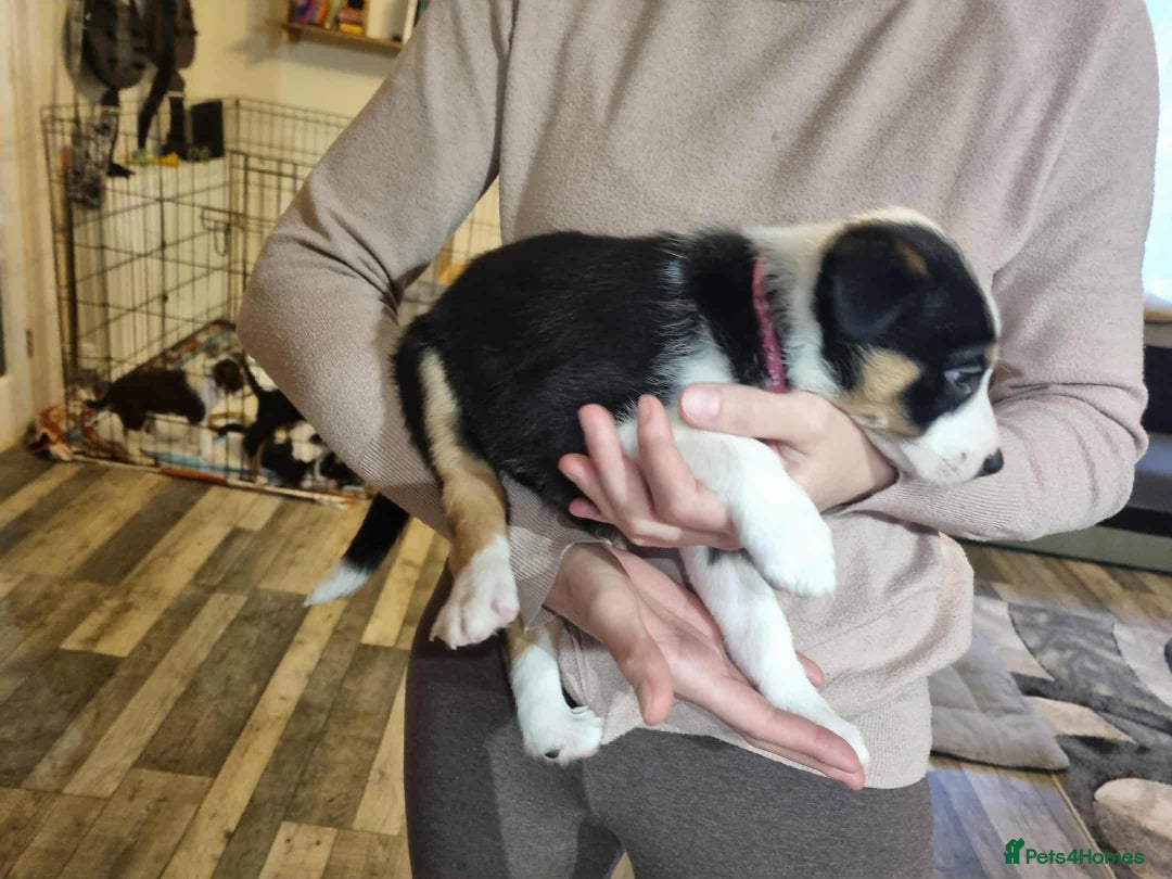 Border Collie dogs for sale: Border collie puppies  - Image 20