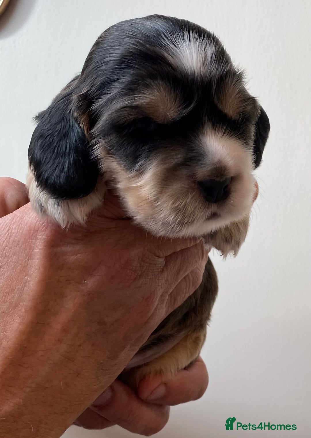 Cocker Spaniel dogs for sale: Adorable show cocker spaniels - Image 29