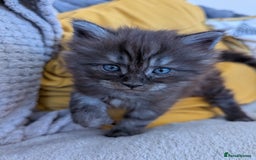 Maine Coon cats for sale: Gorgeous main coon x - Image 2