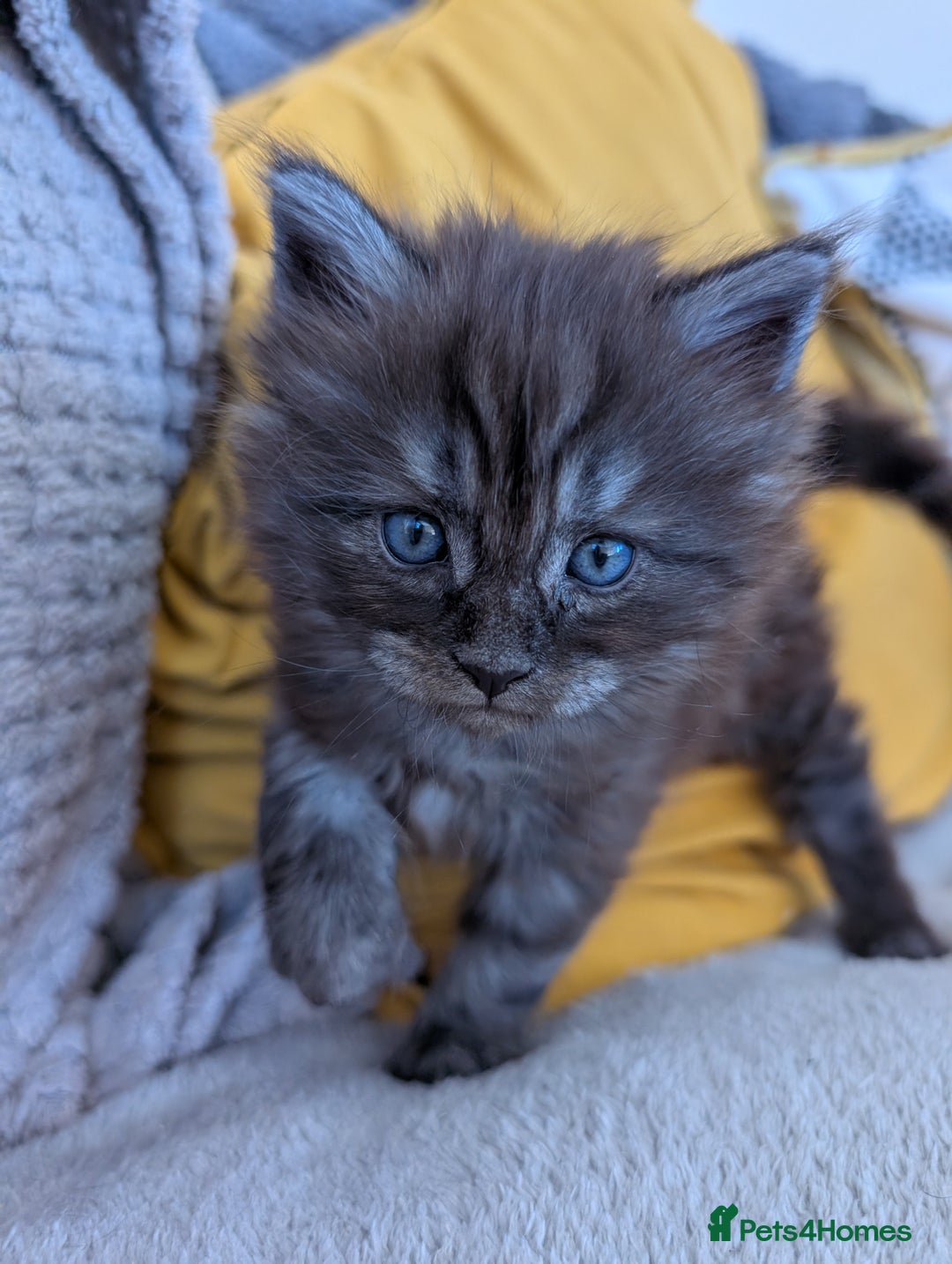 Maine Coon cats for sale: Gorgeous main coon x - Image 2