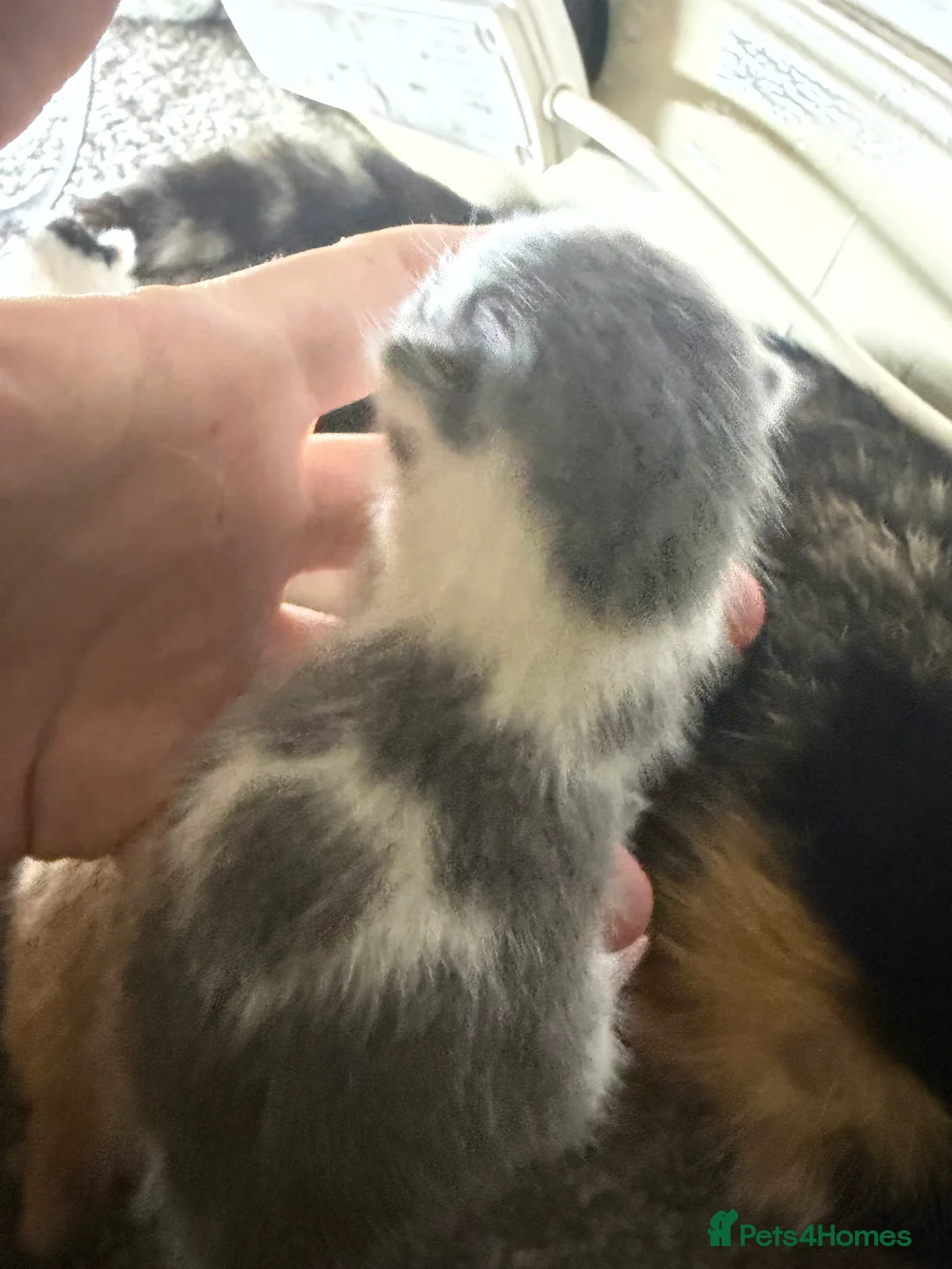 Mixed Breed cats for sale: Kittens for sale  in Feltham - Advert 9