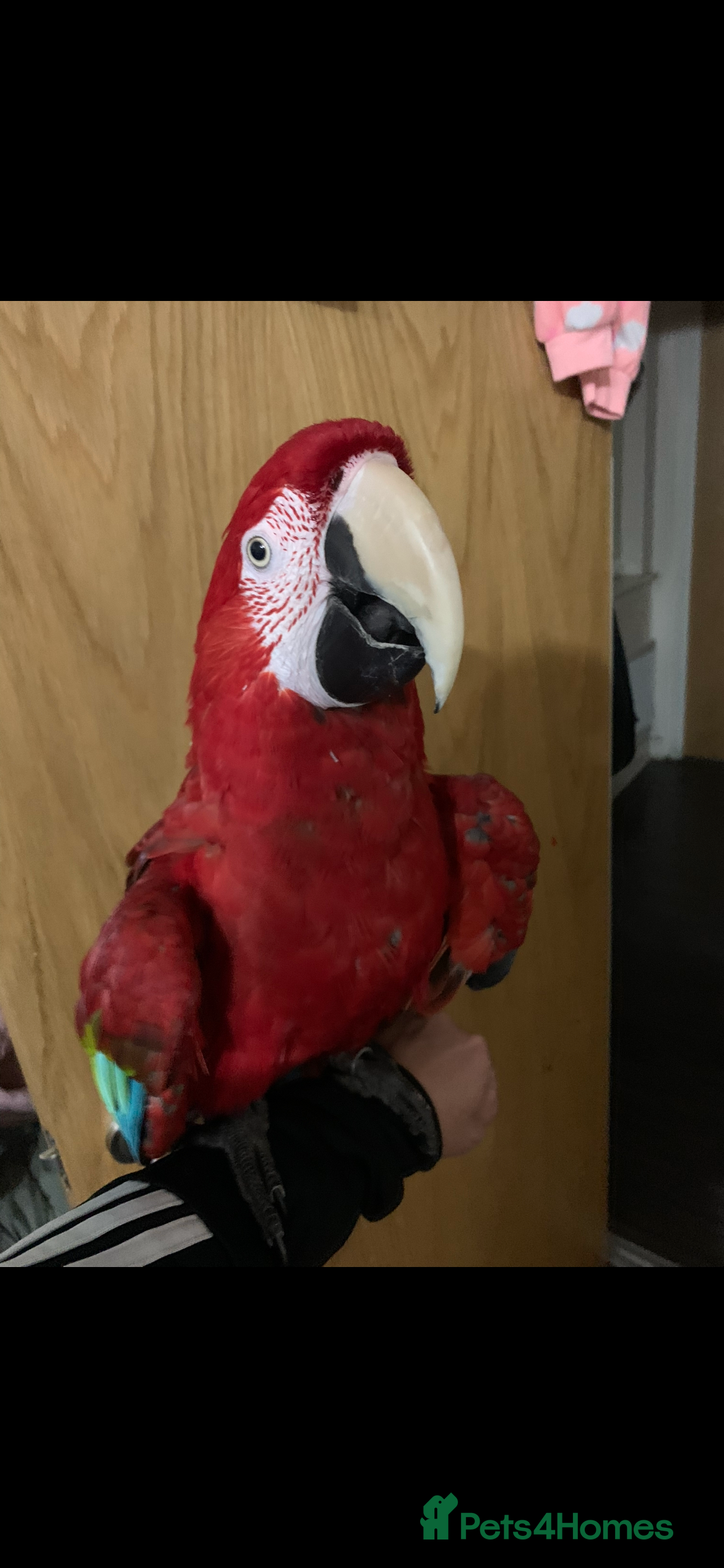 Macaws birds Hand tame green wing macaw  - Advert 1