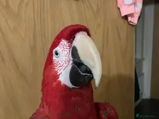 Macaws birds Hand tame green wing macaw - Advert 1