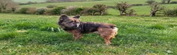 French Bulldog dogs for sale: Adult fluffy Frenchies for sale  in Wakefield - Advert 9