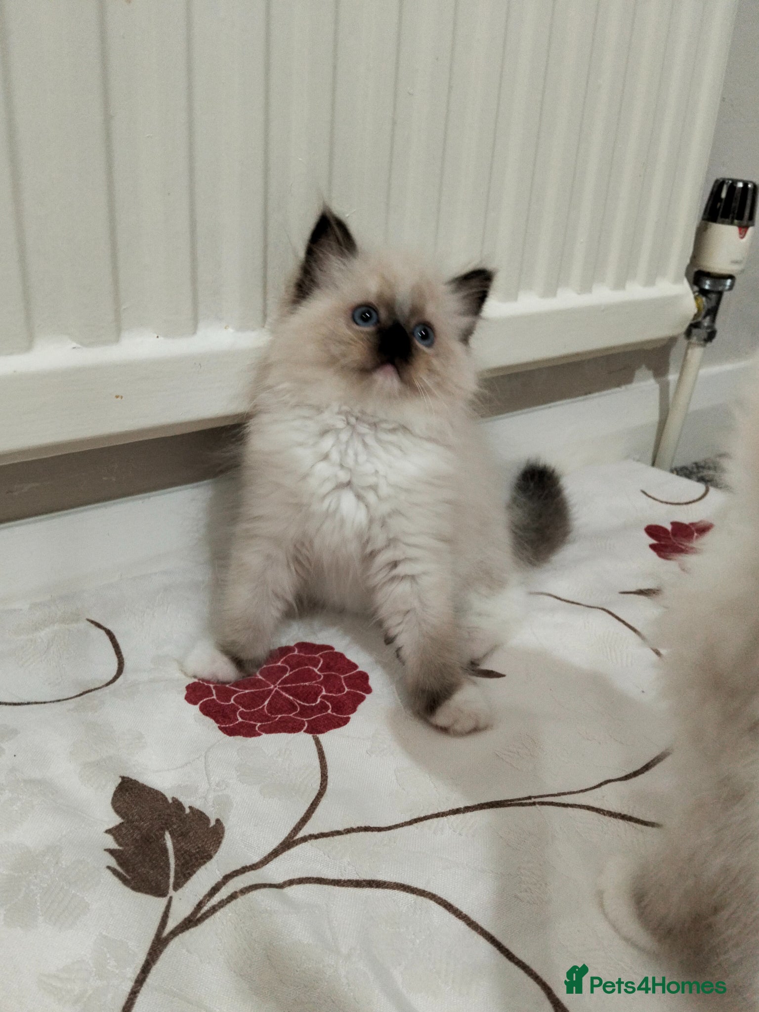 Ragdoll cats Purebred ragdoll kittens  - Advert 1