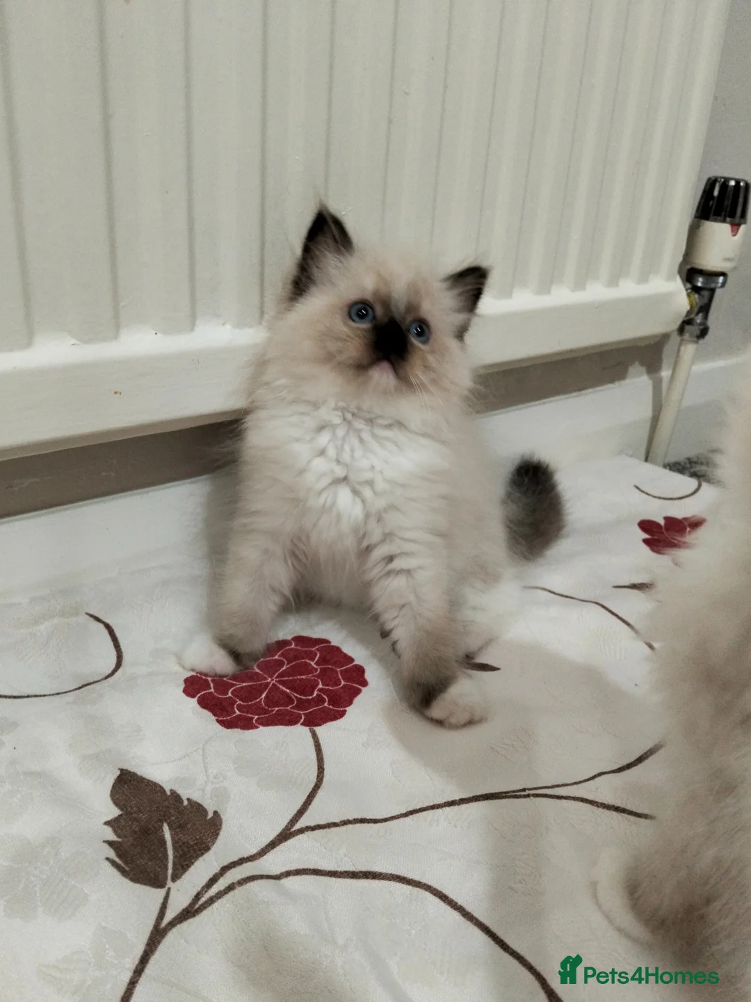 Ragdoll cats for sale: Purebred ragdoll kittens  - Advert 1