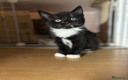 European cats for sale: Kitten  - Image 3