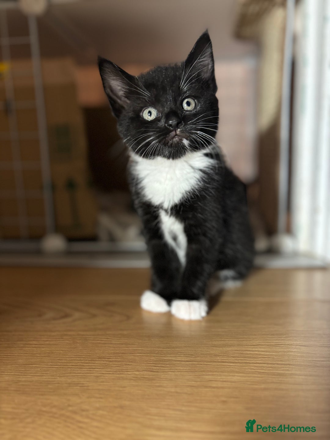 European cats for sale: Kitten  - Image 3