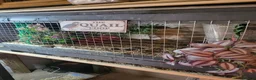 Quail poultry for sale: Button quail and coturnix quail  - Advert 2