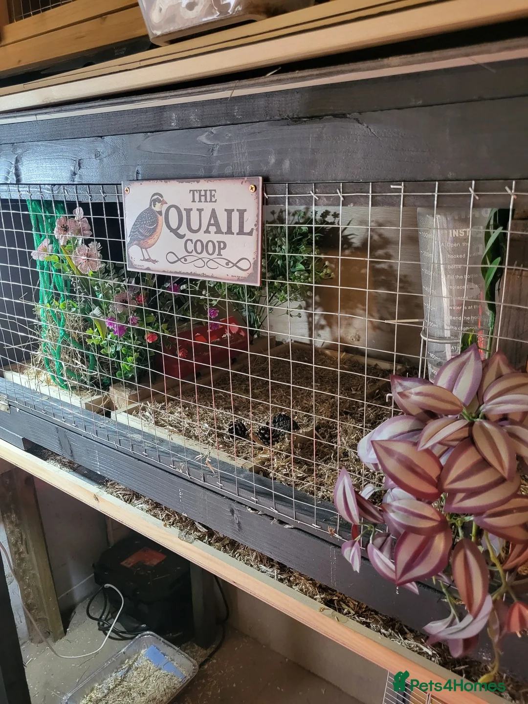 Quail poultry for sale: Button quail and coturnix quail  - Advert 2