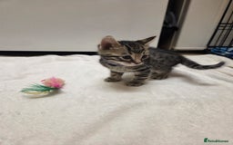 Bengal cats for sale: Beautiful 1/2 bengal kittens - Image 9