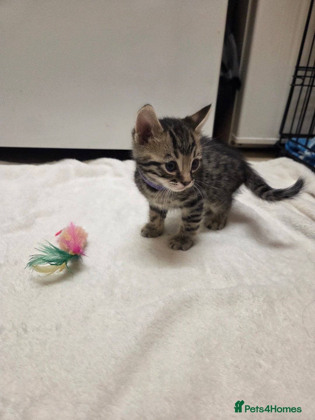 Bengal cats for sale: Beautiful 1/2 bengal kittens - Image 9