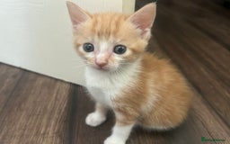 British Shorthair cats for sale: 4 kittens for sale: 3 girls 1 boy mixed coats  - Image 16
