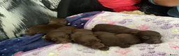 Dachshund dogs for sale: Chocolate and tan dachshunds - Advert 11
