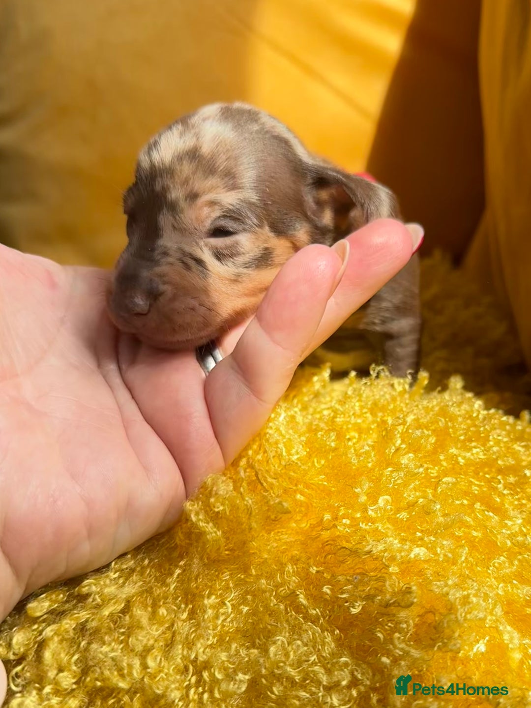 Miniature Dachshund dogs for sale: Miniature Dachshund stunning puppies  - Image 18
