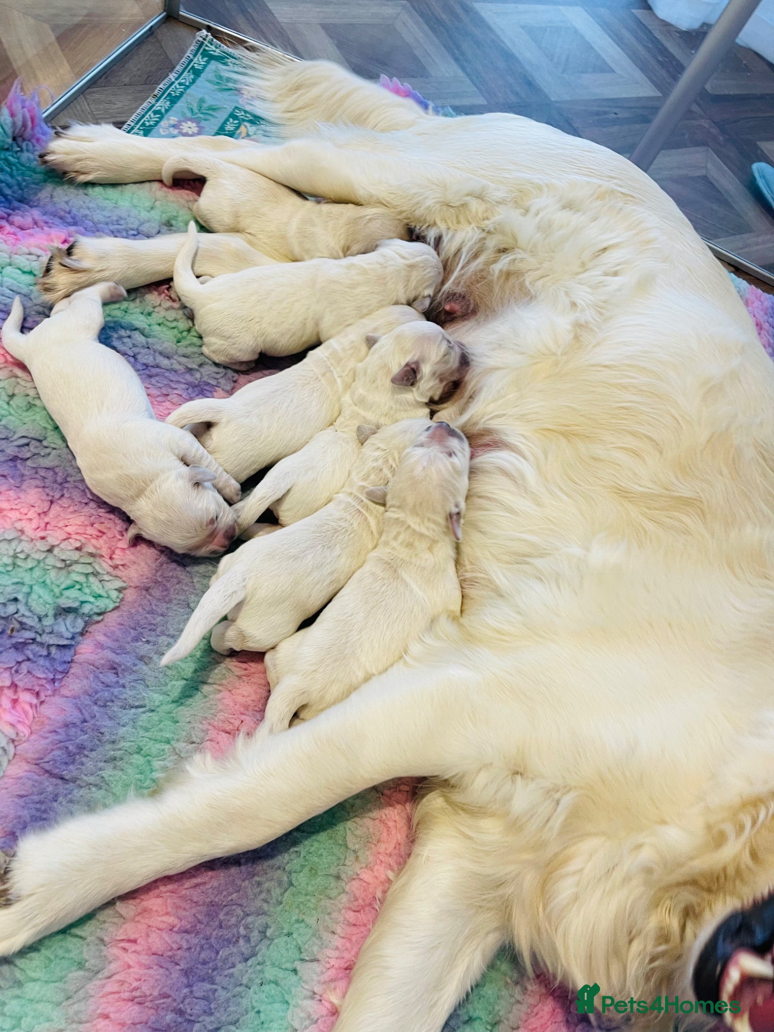 Golden Retriever dogs ⭐️Cream KC Golden Retriever Puppies⭐️ - Advert 1