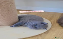 British Shorthair cats for sale: CHUNKY BLUE BRITISH SHORT HAIR KITTENS - Image 3