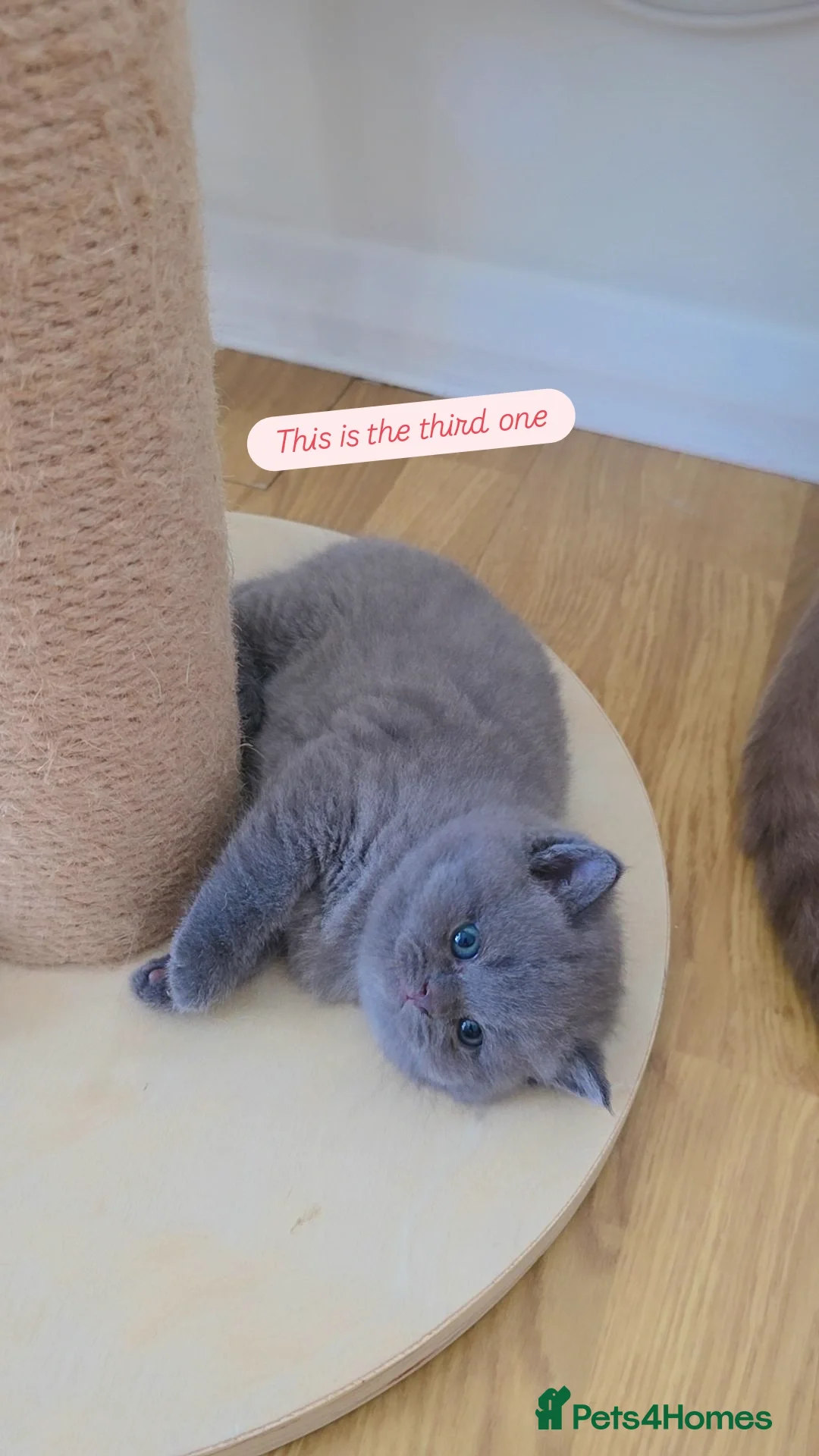British Shorthair cats for sale: CHUNKY BLUE BRITISH SHORT HAIR KITTENS - Image 3