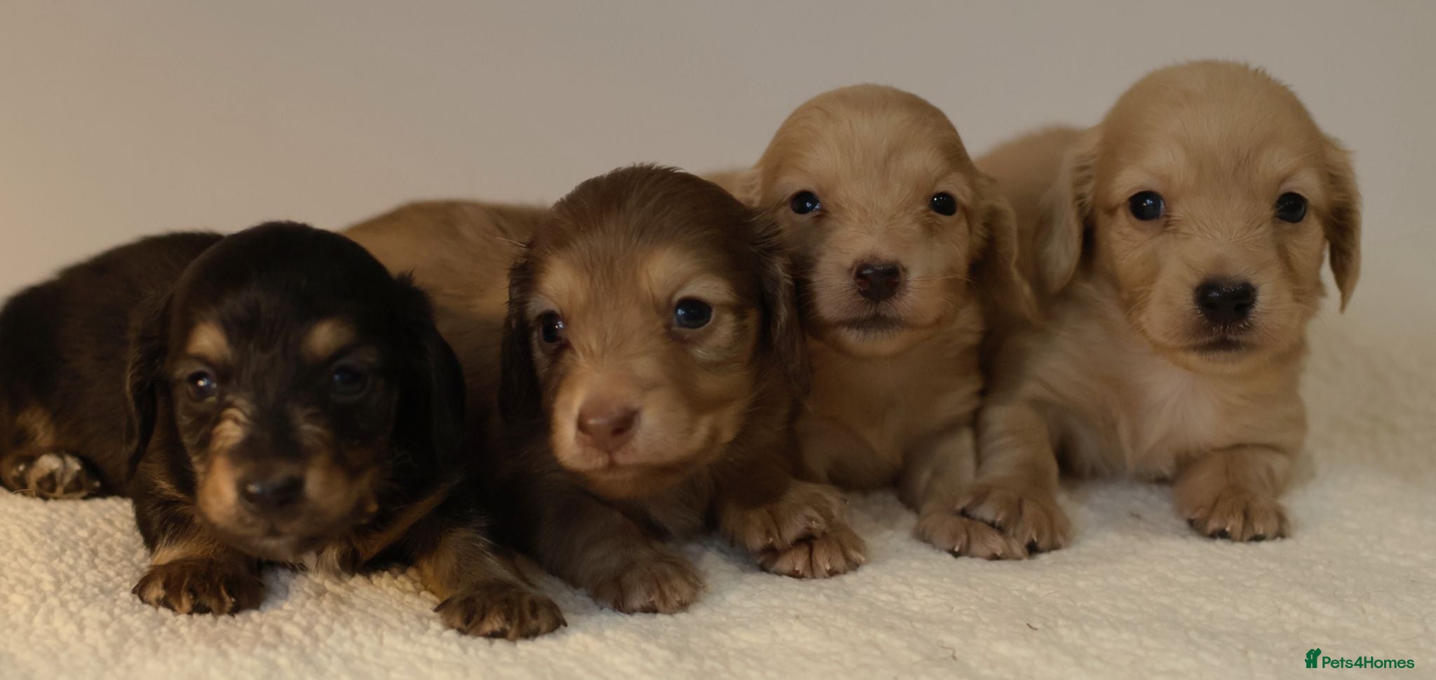 Miniature Dachshund dogs 5*Licensed+CREAM+LONGHAIR+Kc+PRACLEAR+VetChecked - Advert 1