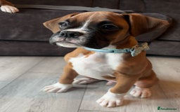 Boxer dogs for sale: READY NOW !!!! 1 GIRl 1 BOY LEFT  - Advert 3