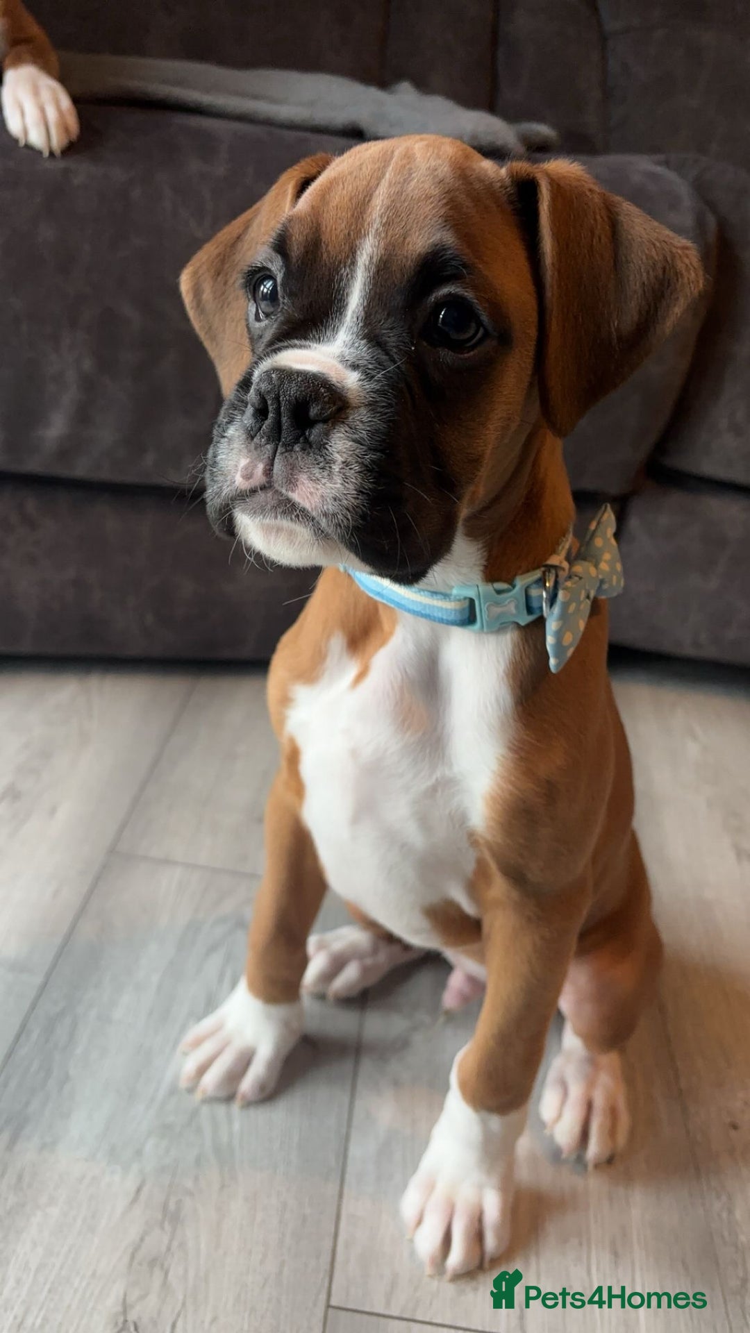 Boxer dogs for sale: READY NOW !!!! 1 GIRl 1 BOY LEFT  - Advert 3