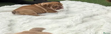 English Bulldog 3