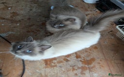 Ragdoll cats for sale: Ragdoll Breeding females - Advert 3