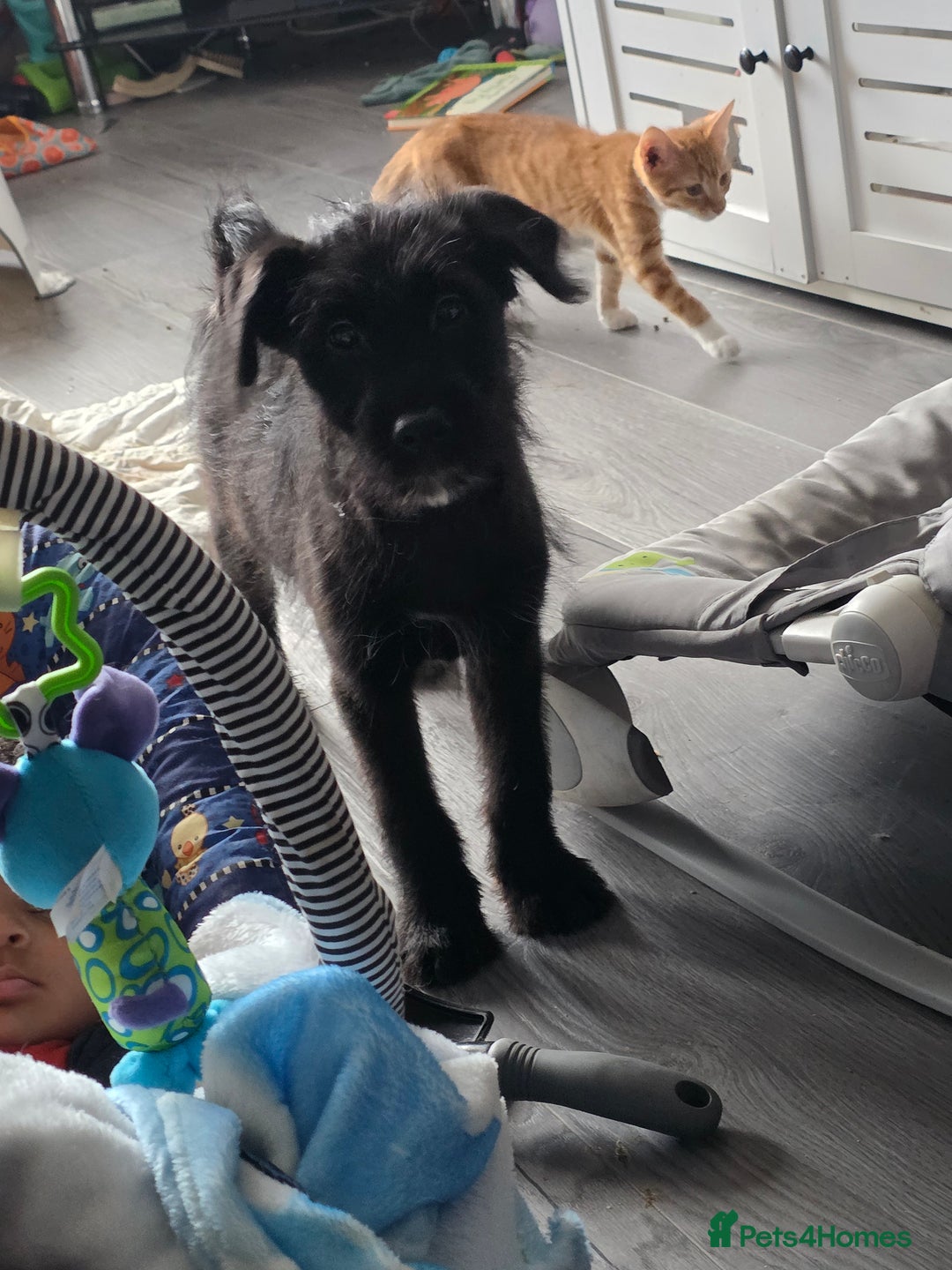 Mixed Breed dogs for sale: Male cockapoo X puppy - Image 7