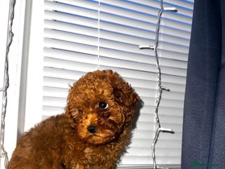 Toy Poodle dogs Tiny Toy Poodle Puppy 💙 - Advert 15