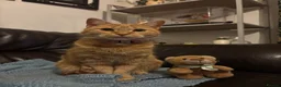 Mixed Breed cats for sale: 6 Adorable Kittens Looking for Their Forever Homes - Advert 7