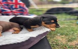 Miniature Dachshund dogs for sale: Miniature dachshund puppies  - Image 18