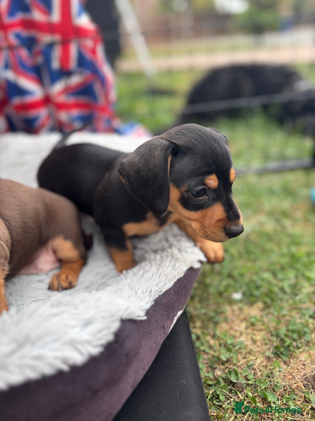 Miniature Dachshund dogs for sale: Miniature dachshund puppies  - Image 18