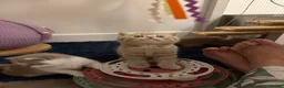 British Shorthair cats for sale: BSH kittens 💝 5 🌟🌟🌟🌟🌟 - Advert 16