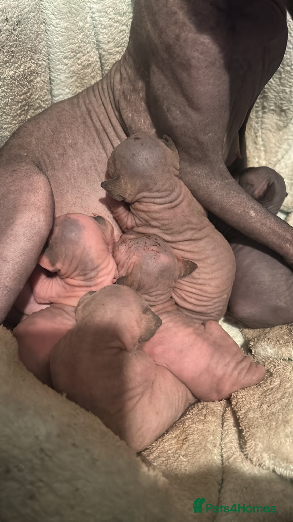 Sphynx cats Beautiful sphynx babies  - Advert 1
