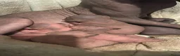Sphynx cats for sale: Beautiful sphynx babies  - Advert 1