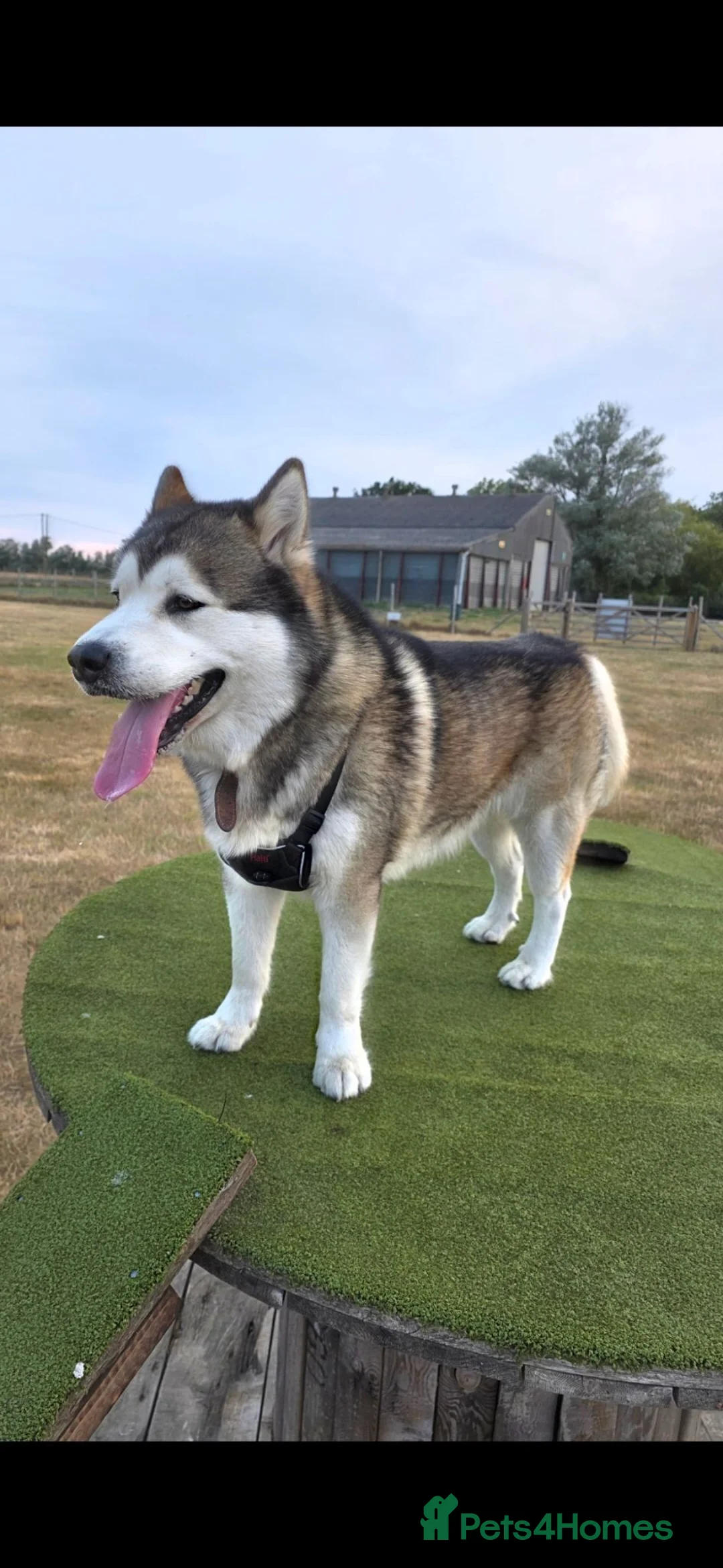 Alaskan Malamute dogs for stud: KEATA - Advert 2