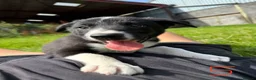 Mixed Breed dogs for sale: Beautiful kelpie x border collie pups for sale - Advert 7