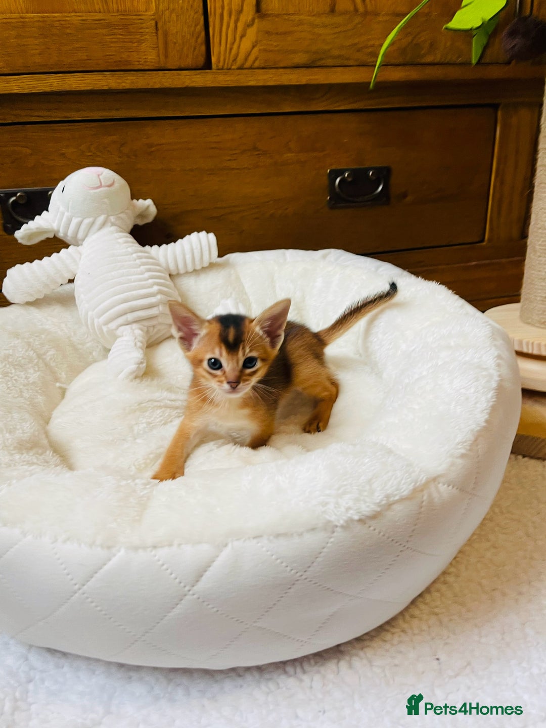 Abyssinian cats for sale: 🏆🥇🏵️Top Quality Champion Lines Abyssinian - Image 6