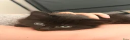 British Longhair cats for sale: Stunning fluffy British Longhair X Well Socialised in Norwich - Advert 2
