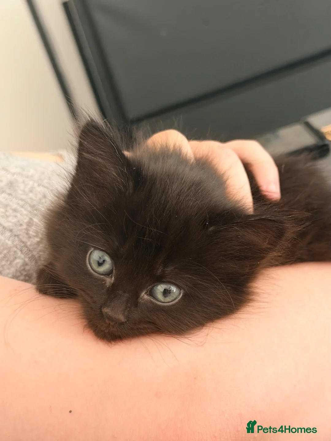 British Longhair cats for sale: Stunning fluffy British Longhair X Well Socialised in Norwich - Advert 2