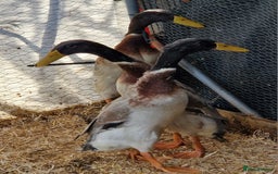 Ducks poultry for sale: Indian runner drakes - Image 9