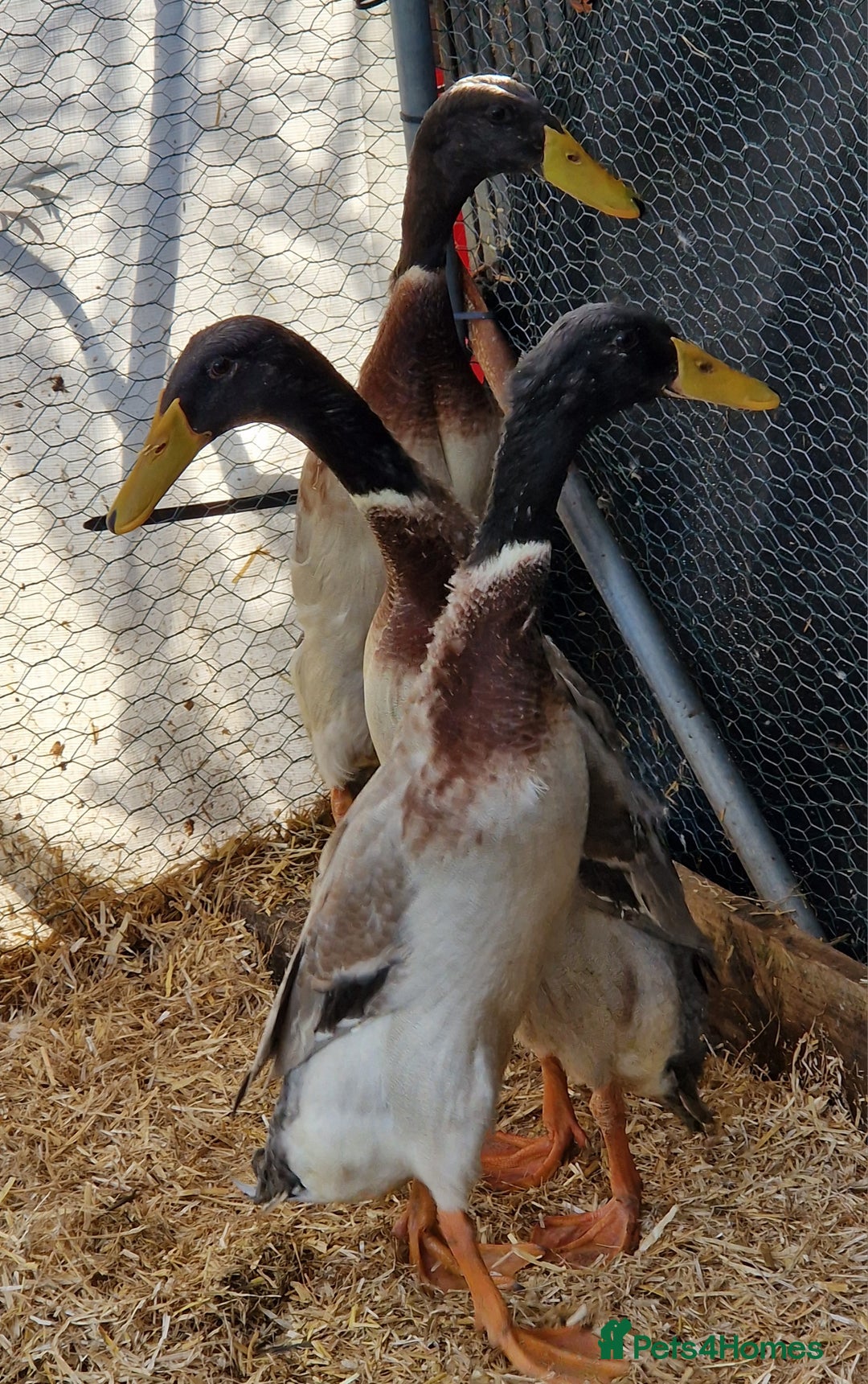 Ducks poultry for sale: Indian runner drakes - Image 9