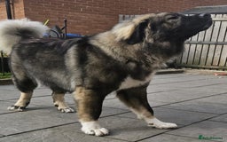 Caucasian Shepherd Dog dogs for sale: Caucasian shepherd  - Image 1