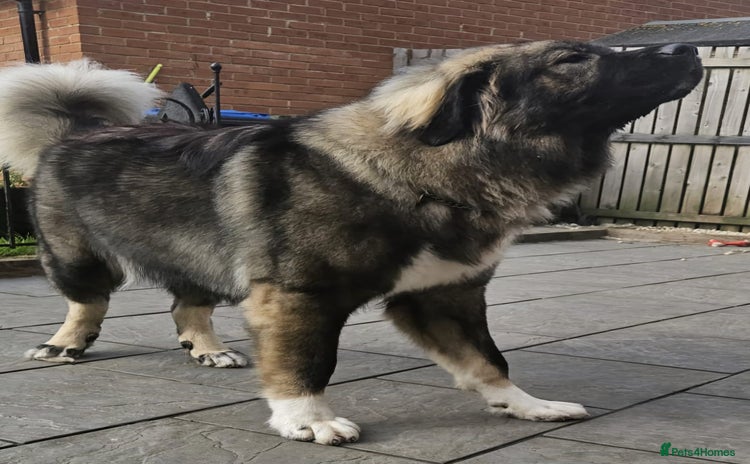 Caucasian Shepherd Dog dogs - Advert 1